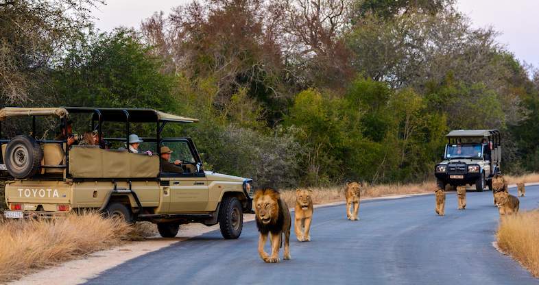 Kruger National Park Safari Tour Package