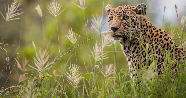 Cheetah in Sabi Sabi Game Reserve.
